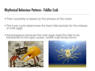Rhythmical Behaviour Patterns - Fiddler Crab

• Their courtship is based on the phases of the moon

• The lunar cycle determines the best tidal periods for the release
  of crab eggs

• Advantageous because the crab eggs need the tide to be
  transferred to the open ocean, where crab larvae thrive
 