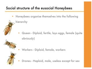 Social structure of the eusocial Honeybees

   • Honeybees organise themselves into the following
      hierarchy



       • Queen - Diploid, fertile, lays eggs, female (quite
          obviously)



       • Workers - Diploid, female, workers



       • Drones - Haploid, male, useless except for sex
 