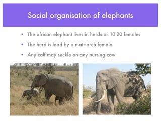 Social organisation of elephants

• The african elephant lives in herds or 10-20 females

• The herd is lead by a matriarch female

• Any calf may suckle on any nursing cow
 
