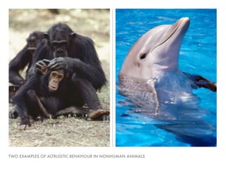 TWO EXAMPLES OF ALTRUISTIC BEHAVIOUR IN NONHUMAN ANIMALS
 