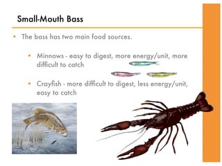 Small-Mouth Bass

• The bass has two main food sources.

    • Minnows - easy to digest, more energy/unit, more
      difﬁcult to catch

    • Crayﬁsh - more difﬁcult to digest, less energy/unit,
      easy to catch
 