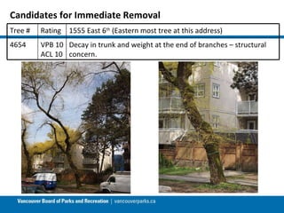 Candidates for Immediate Removal Tree # Rating 1555 East 6 th  (Eastern most tree at this address) 4654 VPB 10 ACL 10 Decay in trunk and weight at the end of branches – structural concern.  