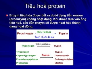 Tiêu hoá protein
Enzym tiêu hóa được tiết ra dưới dạng tiền enzym
(proenzym) không hoạt động. Khi được đưa vào ống
tiêu hoá, các tiền enzym sẽ được hoạt hóa thành
dạng hoạt động.
 