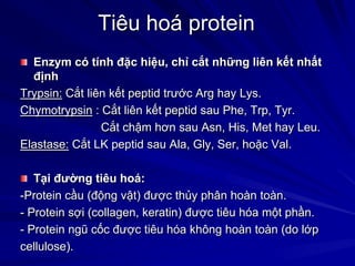 Tiêu hoá protein
Enzym có tính đặc hiệu, chỉ cắt những liên kết nhất
định
Trypsin: Cắt liên kết peptid trước Arg hay Lys.
Chymotrypsin : Cắt liên kết peptid sau Phe, Trp, Tyr.
Cắt chậm hơn sau Asn, His, Met hay Leu.
Elastase: Cắt LK peptid sau Ala, Gly, Ser, hoặc Val.
Tại đường tiêu hoá:
-Protein cầu (động vật) được thủy phân hoàn toàn.
- Protein sợi (collagen, keratin) được tiêu hóa một phần.
- Protein ngũ cốc được tiêu hóa không hoàn toàn (do lớp
cellulose).
 