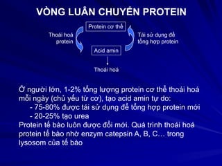 VÒNG LUÂN CHUYỂN PROTEIN
Protein cơ thể
Acid amin
Thoái hoá
protein
Tái sử dụng để
tổng hợp protein
Thoái hoá
Ở người lớn, 1-2% tổng lượng protein cơ thể thoái hoá
mỗi ngày (chủ yếu từ cơ), tạo acid amin tự do:
- 75-80% được tái sử dụng để tổng hợp protein mới
- 20-25% tạo urea
Protein tế bào luôn được đổi mới. Quá trình thoái hoá
protein tế bào nhờ enzym catepsin A, B, C… trong
lysosom của tế bào
 