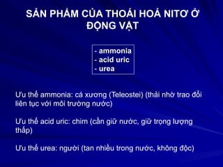 SẢN PHẨM CỦA THOÁI HOÁ NITƠ Ở
ĐỘNG VẬT
- ammonia
- acid uric
- urea
Ưu thế ammonia: cá xương (Teleostei) (thải nhờ trao đổi
liên tục với môi trường nước)
Ưu thế acid uric: chim (cần giữ nước, giữ trọng lượng
thấp)
Ưu thế urea: người (tan nhiều trong nước, không độc)
 