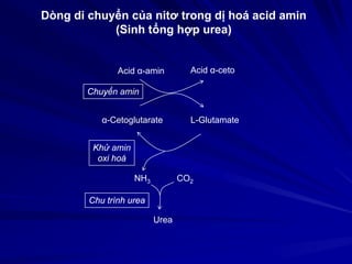 Acid α-amin Acid α-ceto
α-Cetoglutarate L-Glutamate
NH3 CO2
Urea
Dòng di chuyển của nitơ trong dị hoá acid amin
(Sinh tổng hợp urea)
Chuyển amin
Khử amin
oxi hoá
Chu trình urea
 