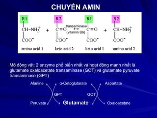 CHUYỂN AMIN
↔transaminase
(vitamin B6)
Mô động vật: 2 enzyme phổ biến nhất và hoạt động mạnh nhất là
glutamate oxaloacetate transaminase (GOT) và glutamate pyruvate
transaminase (GPT)
α-Cetoglutarate
Pyruvate
Alanine
Glutamate
Aspartate
Oxaloacetate
GPT GOT
 