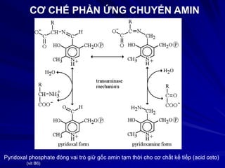 CƠ CHẾ PHẢN ỨNG CHUYỂN AMIN
Pyridoxal phosphate đóng vai trò giữ gốc amin tạm thời cho cơ chất kế tiếp (acid ceto)
(vit B6)
 