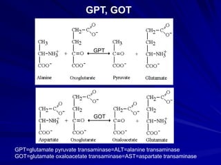 GPT, GOT
GPT
GOT
GPT=glutamate pyruvate transaminase=ALT=alanine transaminase
GOT=glutamate oxaloacetate transaminase=AST=aspartate transaminase
 