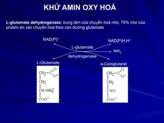 KHỬ AMIN OXY HOÁ
NAD(P)+
NAD(P)H,H+
L-Glutamate α-Cetoglutarat
NH3
L-glutamate
dehydrogenase
L-glutamate dehydrogenase: trung tâm của chuyển hoá nitơ, 75% nitơ của
protein ăn vào chuyển hoá theo con đường glutamate
 