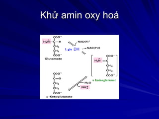 Khử amin oxy hoá
DH
 