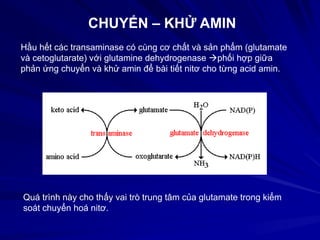 CHUYỂN – KHỬ AMIN
Hầu hết các transaminase có cùng cơ chất và sản phẩm (glutamate
và cetoglutarate) với glutamine dehydrogenase phối hợp giữa
phản ứng chuyển và khử amin để bài tiết nitơ cho từng acid amin.
Quá trình này cho thấy vai trò trung tâm của glutamate trong kiểm
soát chuyển hoá nitơ.
 