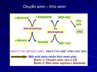 Chuyển amin – Khử amin
 