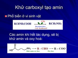Khử carboxyl tạo amin
Phổ biến ở vi sinh vật
Các amin khi hết tác dụng, sẽ bị
khử amin và oxy hoá:
 