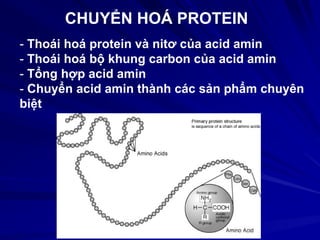 - Thoái hoá protein và nitơ của acid amin
- Thoái hoá bộ khung carbon của acid amin
- Tổng hợp acid amin
- Chuyển acid amin thành các sản phẩm chuyên
biệt
CHUYỂN HOÁ PROTEIN
 