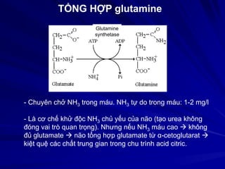 TỔNG HỢP glutamine
Mg2+
- Chuyên chở NH3 trong máu. NH3 tự do trong máu: 1-2 mg/l
- Là cơ chế khử độc NH3 chủ yếu của não (tạo urea không
đóng vai trò quan trọng). Nhưng nếu NH3 máu cao  không
đủ glutamate  não tổng hợp glutamate từ α-cetoglutarat 
kiệt quệ các chất trung gian trong chu trình acid citric.
Glutamine
synthetase
 