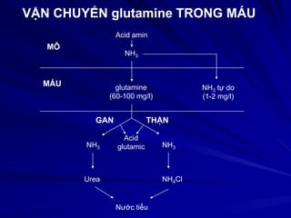 VẬN CHUYỂN glutamine TRONG MÁU
Acid amin
NH3
glutamine
(60-100 mg/l)
NH3 tự do
(1-2 mg/l)
Acid
glutamicNH3 NH3
Urea NH4Cl
Nước tiểu
MÔ
MÁU
GAN THẬN
 