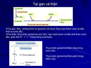Tại gan và thận
Tại gan, NH4
+ phóng thích từ glutamin sẽ được tổng hợp thành urea và đào
thải ra nước tiểu.
Tại thận, thuỷ phân glutamine cho NH4
+ tạo muối amon và đào thải theo nước
tiểu, giúp thải H+ thăng bằng acid-base.
Thuỷ phân glutamine/thận tăng trong
toan máu
Thuỷ phân glutamine/thận giảm trong
kiềm máu
 