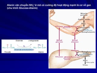 Alanin vận chuyển NH4
+ ở mô có cường độ hoạt động mạnh là cơ về gan
(chu trình Glucose-Alanin)
 