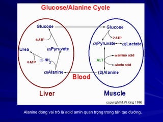 Alanine đóng vai trò là acid amin quan trọng trong tân tạo đường.
 