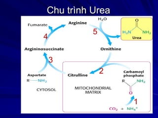 Chu trình Urea
1
2
3
4
5
 