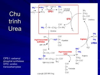Chu
trình
Urea
CPS I: carbamyl
phosphat synthetase
OTC: ornithin
transcarbamylase
 