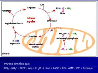 Phương trình tổng quát:
CO2 + NH4
+ + 3ATP + Asp + 2H2O  Urea + 2ADP + 2Pi + AMP + PPi + fumarate
 