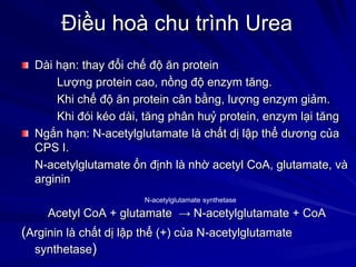 Điều hoà chu trình Urea
Dài hạn: thay đổi chế độ ăn protein
Lượng protein cao, nồng độ enzym tăng.
Khi chế độ ăn protein cân bằng, lượng enzym giảm.
Khi đói kéo dài, tăng phân huỷ protein, enzym lại tăng
Ngắn hạn: N-acetylglutamate là chất dị lập thể dương của
CPS I.
N-acetylglutamate ổn định là nhờ acetyl CoA, glutamate, và
arginin
Acetyl CoA + glutamate → N-acetylglutamate + CoA
(Arginin là chất dị lập thể (+) của N-acetylglutamate
synthetase)
N-acetylglutamate synthetase
 