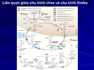 Liên quan giữa chu trình Urea và chu trình Krebs
 