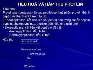 TIÊU HOÁ VÀ HẤP THU PROTEIN
Tiêu hoá:
Proteinase (protease): là các peptidase thuỷ phân protein thành
peptid rồi thành acid amin tự do:
- Endopeptidase: cắt các liên kết peptid bên trong chuỗi: pepsin,
trypsin, chymotrypsin…, thường đặc hiệu cho acid amin
- Exopeptidase: cắt liên kết peptid ở đầu tận
• Aminopeptidase: đầu N tận
• Carboxypeptidase: đầu C tận
Hấp thu: Acid amin tự do
Niêm mạc ruột non
Tĩnh mạch cửa
Gan
Mô, tế bào
 
