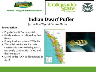 Warner College of Natural Resources
Indian Dwarf Puffer
Jacqueline Wyer & Serena Mares
• Popular “exotic” ornamental
• Hardy and can be cultured by first
timers.
• Purely freshwater from SW India
• These fish are known for their
charismatic nature—being social,
extremely curious, sly smiles, and
their cute size.
• Listed under IUCN as Threatened in
2013
Introduction
 