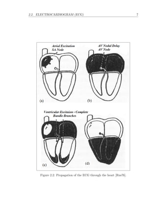 2.2. ELECTROCARDIOGRAM (ECG) 7
Figure 2.2: Propagation of the ECG through the heart [Rus76].
 