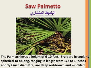 The Palm achieves a height of 6-10 feet. Fruit are irregularly
spherical to oblong, ranging in length from 1/2 to 1 inches
and 1/2 inch diametre, are deep red-brown and wrinkled.
 