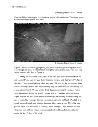 10 Taylor Luneau
© Keeping Track, Susan C. Morse
Figure 6. Fisher holding and pressing nose against stick at site one. This photo is one
of fifteen during a specific visitation.
© Keeping Track, Susan C. Morse
Figure 7. Fisher shown dragging head, chin, face, belly and groin along stick at site
one. This photo is one of fifteen taken during the same visitation and was shot only
seven seconds after that of Figure 6.
During the two-month study period fisher were most active between March 5th
and March 15th. As seen in Figure 1, no visitations occurred until February 20th when at
site two, 15% of the total pictures taken, were shot. This was the first documented fisher
activity occurring at either site. After detecting only one short visitation on February 27th,
it was not until March 5th when activity levels began to substantially increase. Fishers
were documented visiting site 1 at 12:15am on March 5th and then again at 6:54 am.
Figure 1 shows that 19% of the photos taken through out the study occurred during the
day of March 5th. However, the most photos taken were shot on March 8th, which even
though occurred in only one visitation from one fisher, made up over 25% of the total
pictures taken. Also in contrast to February, which averaged 7 days between recorded
visitations over a 17 day period; March averaged only 2.25 days between visitations
during the first 17 days of the month.
 