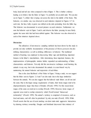 12 Taylor Luneau
body, head and tail size when compared to that of figure 5. This is further evidence
leading us to believe that the fisher in Figure 5 is probably not an adult male. We can also
see in Figure 7, a fisher that is laying out across the stick in the middle of the frame. This
behavior, or a similar one, was observed in each visitation depicted in Figures 4-7. In
each visit, the face, belly or groin was rubbed on the stick protruding from the fallen log.
This behavior was documented in several pictures on each visitation. Furthermore we
note the behavior seen in Figure 5 and 6, and observe the fisher pressing its nose firmly
against the same stick that had been rubbed against. This behavior was also observed in
each of the visitation depicted above.
Discussion
The utilization of non-invasive sampling methods has been shown by this study to
provide not only verifiable documentation of the presence of Martes pennanti, but also
defining characteristics as well as defining differences in behavior. The traditional
method of tracking was employed in discovering fisher sign and identifying important
features in the fisher’s microhabitats. After determining these important features, the
implementation of photographic stations further expanded our understanding of fisher
characteristics and behavior. Not only did this non-invasive technique avoid harming the
animals in any way, but it also documented the animals in a non-biased way by
maintaining the natural behavior and trajectories of each fisher.
Due to the clear likelihood of the Fisher in Figure 3 being a male, we can suggest
that the fisher seen in Figures 3, 6 and 7 are also male due to the large similarities
between the animals. We can also suggest that the believed male fishers are all one and
the same. Due to the larger energy requirements of males, their home ranges tend to be
disproportionately larger than those of females (Powell, 1999). For this reason home
ranges of the same sex tend not to overlap (Powell, 1999). However, home ranges of
opposite sexes tend to overlap extensively which Powell termed “intrasexual
territoriality” (Powell, 1999). The animal’s territory is comprised of resources, such as
food and mates, and will often be prioritized by only one male (Powell, 1999). While
Powell asserts that the use of scent marking can deter male-male aggressive interactions
by claiming territory ownership, Douglas and Strickland discovered that evidence of
 