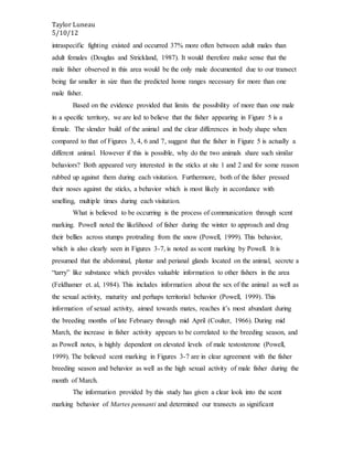 Taylor Luneau
5/10/12
intraspecific fighting existed and occurred 37% more often between adult males than
adult females (Douglas and Strickland, 1987). It would therefore make sense that the
male fisher observed in this area would be the only male documented due to our transect
being far smaller in size than the predicted home ranges necessary for more than one
male fisher.
Based on the evidence provided that limits the possibility of more than one male
in a specific territory, we are led to believe that the fisher appearing in Figure 5 is a
female. The slender build of the animal and the clear differences in body shape when
compared to that of Figures 3, 4, 6 and 7, suggest that the fisher in Figure 5 is actually a
different animal. However if this is possible, why do the two animals share such similar
behaviors? Both appeared very interested in the sticks at site 1 and 2 and for some reason
rubbed up against them during each visitation. Furthermore, both of the fisher pressed
their noses against the sticks, a behavior which is most likely in accordance with
smelling, multiple times during each visitation.
What is believed to be occurring is the process of communication through scent
marking. Powell noted the likelihood of fisher during the winter to approach and drag
their bellies across stumps protruding from the snow (Powell, 1999). This behavior,
which is also clearly seen in Figures 3-7, is noted as scent marking by Powell. It is
presumed that the abdominal, plantar and perianal glands located on the animal, secrete a
“tarry” like substance which provides valuable information to other fishers in the area
(Feldhamer et. al, 1984). This includes information about the sex of the animal as well as
the sexual activity, maturity and perhaps territorial behavior (Powell, 1999). This
information of sexual activity, aimed towards mates, reaches it’s most abundant during
the breeding months of late February through mid April (Coulter, 1966). During mid
March, the increase in fisher activity appears to be correlated to the breeding season, and
as Powell notes, is highly dependent on elevated levels of male testosterone (Powell,
1999). The believed scent marking in Figures 3-7 are in clear agreement with the fisher
breeding season and behavior as well as the high sexual activity of male fisher during the
month of March.
The information provided by this study has given a clear look into the scent
marking behavior of Martes pennanti and determined our transects as significant
 