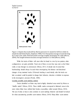 Taylor Luneau
5/10/12
Figure 1. Depicts the tracks left by Martes pennanti. l.f. stands for left fore while l.h.
stands for left hind (Taylor, Raphael, 1988). Fore feet prints average around 4in long
by 3 and 1/2in. wide; hind feet prints average roughly 3in long by 3in. wide (Morse,
2004). The length between bounds averages between 12-50in (Morse, 2004).
While the tracks of fisher will most often be found in a two by two pattern, other
configurations are quite probable. Track sets of three or even four may exist as the Fisher
walks or runs through its environment (Morse, 2011). It should also be noted that
backtracking should always be used when investigating the distance and directional
changes of any mammal tracks. If forward tracking is used shortly after the tracks are
laid, an animal could be pushed to change their behavior, direction or habitat in response
to the investigators pressure (Proulx, 2006).
Locating possible scent marking stations
Tracks identified as Fisher may lead to highly disturbed areas noted by Morse as
“shuffle marks” (Morse, 2010). These shuffle marks correspond to flattened areas in the
snow where fisher have rubbed their bodies or possibley rolled around (Morse, 2010).
The use of urine or feces is also common in scent marking behavior and should be looked
for when encountering possible scent stations (Morse, 2010). Many fisher scent stations
 