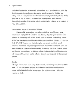 6 Taylor Luneau
can be found on elevated surfaces such as rotten logs, sticks or rocks (Morse, 2010). The
absorbent nature of rotten logs provides a good natural substrate for obtaining and
holding scent for a long time and should therefore be investigated intently (Morse, 2010).
Belly hairs as well as “tar-like” secretions from Fisher perianal glands may be
distinguished as well at these stations and will provide further evidence to the presence of
Fisher (Morse, 2010).
Documentation and use of photographic stations
Once possible scent stations were acknowledged the use of Reconyx game
cameras were employed to document the area. Reconyx hyperfire game cameras were
mounted on surrounding trees located in clear vision of probable scent marking stations
at Wolf Run. Documentation of the sites of interest occurred from February 12th, 2012 to
April 12th, 2012. Cameras were checked roughly once a week in order to record
visitations of mammals and preserve pictures taken. A computer was taken in to the field
when checking the cameras and after removing the memory card of the cameras, content
was observed to note changes in visitation and use. At the culmination of the experiment
only pictures of Fisher were used in collective data sets and interpreted for the mammals
behavior.
Results
Fifty-eight pictures were taken during the two-month period lasting from February 12th to
April 12th 2012. The photos analyzed are a cumulative set between the two sites of
interest and had a total of twelve separate visits, five occurring at site 1 and seven
occurring at site 2.
 