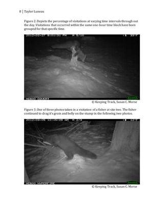 8 Taylor Luneau
Figure 2. Depicts the percentage of visitations at varying time intervals through out
the day. Visitations that occurred within the same one-hour time block have been
grouped for that specific time.
© Keeping Track, Susan C. Morse
Figure 3. One of three photos taken in a visitation of a fisher at site two. The fisher
continued to drag it’s groin and belly on the stump in the following two photos.
© Keeping Track, Susan C. Morse
 