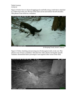 Taylor Luneau
5/10/12
Figure 4. Fisher here is shown dragging groin and belly along a stick that is attached
to a fallen log at site one. The top of the stick can be seen bellow the left shoulder.
This photo is one of five in a visitation.
© Keeping Track, Susan C. Morse
Figure 5. Fisher clutching and pressing nose firmly against stick at site one. This
photo is one of six in a visitation. Note that two other photos during this specific
visitation showed the fisher pressing it’s nose against other areas of the stick.
 