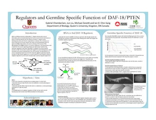Regulators and Germline Specific Function of DAF-18/PTEN
Gabriel	
  Chamberlain,	
  Jun	
  Liu,	
  Michael	
  Zane4	
  and	
  Ian	
  D.	
  Chin-­‐Sang	
  
Department	
  of	
  Biology,	
  Queen’s	
  Universty,	
  Kingston,	
  ON	
  Canada	
  
Introduction
Hypothesis / Aims
When	
  condiKons	
  become	
  unfavorable,	
  C.	
  elegans	
  larvae	
  enter	
  into	
  an	
  
alternaKve	
  state	
  of	
  arrested	
  development	
  at	
  the	
  second	
  larval	
  molt	
  known	
  as	
  
dauer.	
  If	
  hatched	
  directly	
  into	
  the	
  absence	
  of	
  food,	
  C.	
  elegans	
  arrest	
  
development	
  early	
  and	
  remain	
  suspended	
  as	
  L1	
  larvae,	
  this	
  is	
  known	
  as	
  L1	
  
arrest.	
  Both	
  forms	
  of	
  arrest	
  require	
  the	
  acKon	
  of	
  the	
  phosphatase	
  DAF-­‐18	
  
(abnormal	
  DAuer	
  FormaKon),	
  the	
  worm	
  ortholog	
  of	
  the	
  human	
  PTEN	
  
(Phosphatase	
  and	
  TENsin)	
  which	
  is	
  a	
  tumour	
  suppressor.	
  The	
  downstream	
  roles	
  
of	
  daf-­‐18	
  in	
  the	
  insulin-­‐signaling	
  pathway	
  are	
  well	
  known	
  however	
  few	
  
upstream	
  regulators	
  have	
  been	
  idenKﬁed.	
  In	
  addiKon,	
  the	
  Kssue	
  speciﬁc	
  
funcKon	
  of	
  DAF-­‐18	
  has	
  been	
  studied	
  with	
  regards	
  to	
  vulval	
  development,	
  dauer	
  
formaKon	
  and	
  neuron	
  development,	
  but	
  unKl	
  recently,	
  not	
  speciﬁcally	
  to	
  L1	
  
arrest.	
  Unpublished	
  data	
  from	
  the	
  Chin-­‐Sang	
  lab	
  suggests	
  a	
  germline	
  speciﬁc	
  
funcKon	
  of	
  daf-­‐18	
  with	
  regards	
  to	
  L1	
  arrest	
  as	
  well	
  as	
  a	
  new	
  model	
  for	
  daf-­‐18	
  
negaKve	
  regulaKon	
  by	
  the	
  insulin	
  receptor	
  daf-­‐2	
  and	
  the	
  ubiquiKn	
  ligase	
  vhl-­‐1.	
  
	
  Using	
  daf-­‐18	
  mutants	
  (ok480)	
  carrying	
  our	
  genomic	
  daf-­‐18::gfp	
  reporter	
  we	
  
will	
  look	
  for	
  increases	
  in	
  ﬂuorescence	
  aZer	
  feeding	
  them	
  RNAi	
  that	
  targets	
  the	
  
candidate	
  negaKve	
  regulators.	
  
In	
  our	
  translaKonal	
  reporter	
  for	
  DAF-­‐18	
  ﬂuorescence	
  is	
  only	
  visible	
  surrounding	
  
the	
  developing	
  vulva	
  at	
  the	
  Christmas	
  tree	
  stage	
  of	
  L4.	
  Therefore	
  any	
  
ﬂuorescence	
  seen	
  outside	
  this	
  area	
  at	
  this	
  developmental	
  Kme	
  point	
  can	
  be	
  
a]ributed	
  to	
  the	
  eﬀects	
  of	
  RNAi	
  
Rescuing	
  daf-­‐18(ok480)	
  mutants	
  with	
  daf-­‐18	
  wildtype	
  genomic	
  from	
  an	
  extra-­‐
chromosomal	
  array	
  (quEx518)	
  	
  only	
  parKally	
  reverses	
  the	
  defecKve	
  L1	
  arrest	
  
phenotype.	
  	
  
As	
  the	
  expression	
  of	
  extra-­‐chromosomal	
  arrays	
  is	
  silenced	
  in	
  the	
  germline	
  we	
  
believe	
  daf-­‐18	
  must	
  be	
  required	
  in	
  this	
  Kssue	
  for	
  proper	
  L1	
  arrest.	
  	
  
Germline	
  Speciﬁc	
  Knockdown	
  of	
  daf-­‐18	
  
	
  Tissue	
  speciﬁc	
  RNAi	
  of	
  daf-­‐18	
  in	
  the	
  germline,	
  but	
  not	
  the	
  soma,	
  results	
  in	
  
defecKve	
  L1	
  arrest.	
  	
  
	
  	
  	
  
Germline	
  Speciﬁc	
  Rescue	
  of	
  daf-­‐18	
  
! 	
  Since	
  germline	
  silencing	
  provides	
  a	
  hurdle	
  to	
  daf-­‐18	
  rescue	
  using	
  extra	
  
chromosomal	
  arrays	
  we	
  will	
  be	
  using	
  MosSci	
  to	
  integrate	
  daf-­‐18	
  into	
  the	
  
chromosome	
  under	
  a	
  germline	
  speciﬁc	
  promoter.	
  	
  
! 	
  MosSci	
  takes	
  advantage	
  of	
  the	
  C.	
  elegans	
  Mos1	
  transposon	
  to	
  “jump”	
  
transgenes	
  into	
  the	
  chromosome	
  at	
  determined	
  sites	
  
Aim	
  1	
  
If	
  DAF-­‐18	
  is	
  required	
  in	
  the	
  germline	
  to	
  enable	
  proper	
  L1	
  arrest	
  then:	
  	
  
! Germline	
  rescue	
  of	
  daf-­‐18	
  will	
  correct	
  the	
  defecKve	
  L1	
  arrest	
  phenotype	
  in	
  
daf-­‐18	
  mutants	
  	
  
! Germline	
  speciﬁc	
  RNAi	
  of	
  daf-­‐18	
  will	
  result	
  in	
  a	
  defecKve	
  L1	
  arrest	
  phenotype	
  
equivalent	
  to	
  a	
  daf-­‐18	
  mutant.	
  	
  	
  
Aim	
  2	
  
If	
  candidate	
  genes	
  are	
  negaKve	
  regulators	
  of	
  DAF-­‐18	
  then	
  DAF-­‐18::GFP	
  
ﬂuorescence	
  will	
  increase	
  with	
  RNAi	
  knockdown	
  of	
  these	
  genes.	
  	
  
RNAi to find DAF-18 Regulators Germline Specific Function of DAF-18
Acknowledgments
	
  Dr.	
  Ian	
  Chin-­‐Sang	
  	
  	
  	
  	
  	
  	
  	
  	
  	
  	
  	
  	
  	
  	
  Dr.	
  Jun	
  Liu	
  	
  	
  	
  	
  	
  	
  	
  	
  	
  	
  	
  	
  MSc.C.	
  Michael	
  Zane4	
  	
  	
  	
  	
  	
  	
  	
  	
  MSc.C.	
  Samantha	
  Lo	
  	
  	
  	
  	
  	
  	
  Antonion	
  Papanicolau	
  	
  	
  	
  	
  	
  Jeﬀery	
  Boudreau	
  	
  	
  	
  	
  	
  	
  	
  
-­‐20	
  
0	
  
20	
  
40	
  
60	
  
80	
  
100	
  
120	
  
0	
   5	
   10	
   15	
   20	
  
Percent	
  Alive	
  (%)	
  
Day	
  
N2	
  
daf-­‐18(ok480)	
  
daf-­‐18(ok480);Ex	
  
(daf-­‐18	
  genomic)	
  
Using	
  MosSCI	
  we	
  achieved	
  
successful	
  germline	
  
expression	
  of	
  GFP	
  under	
  
the	
  promoter	
  Pie-­‐1	
  
Making	
  Sense	
  of	
  the	
  Results	
  
! 	
  Integrated	
  daf-­‐18	
  cDNA	
  under	
  the	
  pie-­‐1	
  promoter	
  was	
  not	
  suﬃcient	
  to	
  
extend	
  L1	
  survival	
  in	
  daf-­‐18	
  mutants	
  (only	
  one	
  line	
  tested)	
  	
  
! 	
  daf-­‐18	
  cDNA	
  expressed	
  in	
  an	
  extrachromosomal	
  array	
  causes	
  dauer	
  
consKtuKve	
  phenotype	
  conﬁrming	
  our	
  construct	
  forms	
  funcKonal	
  DAF-­‐18	
  
! 	
  Preliminary	
  results	
  show	
  that	
  the	
  defecKve	
  L1	
  arrest	
  phenotype	
  of	
  daf-­‐18	
  
mutants	
  can	
  be	
  maternally	
  rescued	
  from	
  a	
  heterozygous	
  parent	
  supporKng	
  an	
  
important	
  germline	
  role	
  
PI3K	
  independent	
  roles	
  
(ex:	
  axon	
  guidance)	
  	
   Canonical	
  Insulin	
  
Signaling	
  	
  pathway	
  
Our	
  lab	
  demonstrated	
  that	
  DAF-­‐2	
  binds	
  and	
  
phophorylates	
  DAF-­‐18.	
  We	
  suggest	
  that	
  this	
  
phosphorylaKon	
  event	
  results	
  in	
  a	
  conformaKonal	
  
change	
  of	
  DAF-­‐18	
  making	
  it	
  vulnerable	
  to	
  
polyubiquiKnaKon	
  for	
  proteosomal	
  degradaKon.	
  
With	
  that	
  in	
  mind	
  we	
  assayed	
  several	
  proteosomal	
  
genes	
  and	
  ubiquiKn	
  ligase	
  genes	
  using	
  RNAi	
  for	
  
negaKve	
  regulaKon	
  of	
  DAF-­‐18	
  	
  
Preliminary	
  Results	
  
! 	
  From	
  our	
  ﬁrst	
  RNAi	
  assay	
  of	
  six	
  candidate	
  negaKve	
  regulator	
  genes;	
  pbs-­‐4,	
  
pas-­‐3,	
  rpt-­‐5,	
  pbs-­‐6,	
  rpt-­‐6	
  and	
  cul-­‐2,	
  two	
  candidates,	
  pas-­‐3	
  and	
  pbs-­‐4	
  caused	
  
increases	
  in	
  DAF-­‐18::GFP	
  levels	
  during	
  early	
  embryonic	
  development.	
  Both	
  
candidates	
  are	
  genes	
  encoding	
  for	
  proteosomal	
  subunits	
  
DAF-­‐18::GFP	
  
DAF-­‐18::GFP	
  
DAF-­‐18::GFP	
  
???	
  	
  	
  	
  	
  
Worm	
  Insulin	
  
Insulin	
  Receptor	
  
DAF-­‐18
/PTEN	
  
DAF-­‐18/PTEN	
  	
  
degraded	
  
???	
   Proteosome	
  
DAF-­‐28	
  
Insulin	
  
DAF-­‐2	
  
IR	
  
AGE-­‐1	
  
PI3K	
  
DAF-­‐18	
  
PTEN	
  
PIP2	
   PIP3	
  
Canonical	
  
Insulin	
  signaling	
  
pathway	
  
DAF-­‐18/PTEN	
  
PI3K	
  Independent	
  
roles	
  
Pas-­‐3	
  RNAi	
  
Pbs-­‐4	
  RNAi	
  
	
  	
  	
  	
  	
  Z2	
  	
  Z3	
  
DAF-­‐18::GFP	
  wildtype	
  levels	
  
DAF-­‐18::GFP	
  on	
  RNAi	
  for	
  a	
  negaKve	
  regulator	
  
 
