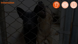 如何進行數位政府的用戶體驗與服務設計的優化  / 唐玄輝