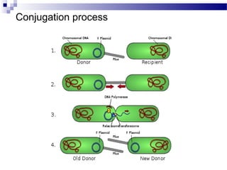 Conjugation process
 