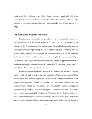 104
Suzuki et al, 2013; Willems et al, 1989). Finally, obligately alkaliphilic SOB of the
genus Thioalkalivibrio are found exclusively within this reactor (Tables 3.6-3.9).
Members of the genus Thioalkalivibrio live optimally at pHs from 7.5-10 (Sorokin et al,
2006).
3.5.5 Planktonic vs. Attached Communities
The planktonic communities and inoculants were phylogenetically distant from
those in biofilms in every reactor (Figure 3.3; Tables 3.6-3.9). A majority of the
microbes in the inoculants came from two dominant classes (Epsilonproteobacteria and
Gammaproteobacteria) representing ~97.1% of the total sequences (Table 3.6; Jones and
Bennett 2014). Despite the dominance of Epsilonproteobacteria in the inoculant,
Epsilonproteobacteria were all but absent in surface samples from every reactor (Figure
3.3; Tables 3.6-3.9). Epsilonproteobacteria were only present in appreciable amounts in
the planktonic samples obtained from the P-Amended (39.5% as Sulfuricurvum) and CP-
Amended (23.9% as Sulfurospirillum) reactors.
The high degree of phylogenetic similarity (67.5%) between the two P-Amended
reactors is due, at least in part, to the high proportion of Epsilonproteobacteria found
exclusively in these samples (Figure 3.3; Tables 3.6-3.9). However, members of this
lineage were composed entirely of members of the genus Sulfuricurvum and
Sulfurospirillum, within the P-Amended and CP-Amended reactors, respectively.
Sulfuricurvum is a motile, chemolithoautotrophic, facultatively anaerobic, SOB which
grows best at near neutral pHs (Kodama & Watanabe, 2004). Sulfurospirillum is a
motile, chemoheterotrophic, facultatively anaerobic, SRB which also grows best at near
neutral pHs and is capable of using acetate as a carbon source and acetate and formate as
 