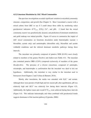 144
4.5.2 Limestone Dissolution by LKC Mixed Communities
Our previous investigations revealed significant variation in microbial community
structure, composition, and growth (See Chapter 3). Here I inoculated a reactor with a
mixed culture from LKC to see if I could detect these shifts by monitoring select
geochemical indicators (δ13
CCO2, [CO2], Ca2+
, and pH). I found that the mixed
community reactor was geochemically dynamic and prediction of dominant metabolisms
and guild makeup was indeed possible. Figure 4.9 serves to summarize the impact of
LKC mixed communities on limestone dissolution under heterotrophic (acetate +
thiosulfate, acetate only) and autototrophic (thiosulfate only, thiosulfate and acetate
withheld) conditions and the inferred dominant metabolic pathways during these
intervals.
The inoculant was primarily composed of putative SOB (81.0%) most closely
related to members of the genera Thiothrix and Sulfurovum (Table 4.5). The inoculant
also contained putative SRB (12.0%) composed exclusively of members of the genus
Desulfovibrio. The presence of a diverse consortium, composed of autotrophs,
mixotrophs, and heterotrophs is confirmation that the inoculant was ideal to test our
hypotheses. Additionally, this inoculant is very similar to the inoculant used in
bioreactors from Chapters 2 and 3 (Jones & Bennett, 2014).
Shortly after inoculation, the media was amended with S2O3
2−
and acetate.
Although there were periods of both high and low reactor pH, after equilibration, pH was
relatively high and ΔCa2+
was relatively low during these intervals (Figure 4.5).
Additionally, the lightest mean and overall δ13
CCO2 were achieved during these intervals
(Figure 4.4). This indicates heterotrophy and when combined with geochemical trends
suggests dominance of the reaction pathway (Cypionka, 2000):
 