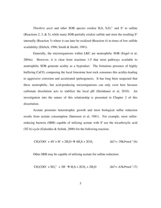 5
Thiothrix unzii and other SOB species oxidize H2S, S2O3
2-
and So
to sulfate
(Reactions 2, 3, & 5), while many SOB partially oxidize sulfide and store the resulting So
internally (Reaction 3) where it can later be oxidized (Reaction 4) in times of low sulfide
availability (Ehrlich, 1996; Smith & Strohl, 1991).
Generally, the microorganisms within LKC are neutrophilic SOB (Engel et al,
2004a). However, it is clear from reactions 1-5 that most pathways available to
neutrophilic SOB generate acidity as a byproduct. The fortuitous presence of highly
buffering CaCO3 composing the local limestone host rock consumes this acidity-leading
to aggressive corrosion and accelerated speleogenesis. It has long been suspected that
these neutrophilic, but acid-producing microorganisms can only exist here because
carbonate dissolution acts to stabilize the local pH (Steinhauer et al, 2010). An
investigation into the nature of this relationship is presented in Chapter 2 of this
dissertation.
Acetate promotes heterotrophic growth and most biological sulfur reduction
results from acetate consumption (Sørensen et al, 1981). For example, most sulfur-
reducing bacteria (SRB) capable of utilizing acetate with So
use the tricarboxylic acid
(TCA) cycle (Galushko & Schink, 2000) for the following reaction:
CH3COO−
+ 4So
+ H+
+ 2H2O à 4H2S + 2CO2 ΔGo
= -39kJ•mol−1
(6)
Other SRB may be capable of utilizing acetate for sulfate reduction:
CH3COO−
+ SO4
2−
+ 3H+
à H2S + 2CO2 + 2H2O ΔGo
= -63kJ•mol−1
(7)
 