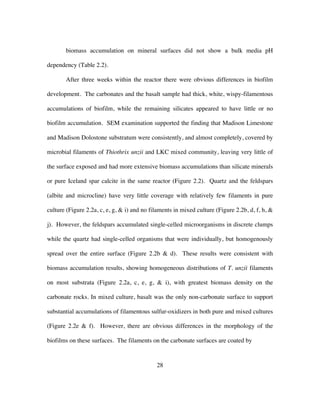 28
biomass accumulation on mineral surfaces did not show a bulk media pH
dependency (Table 2.2).
After three weeks within the reactor there were obvious differences in biofilm
development. The carbonates and the basalt sample had thick, white, wispy-filamentous
accumulations of biofilm, while the remaining silicates appeared to have little or no
biofilm accumulation. SEM examination supported the finding that Madison Limestone
and Madison Dolostone substratum were consistently, and almost completely, covered by
microbial filaments of Thiothrix unzii and LKC mixed community, leaving very little of
the surface exposed and had more extensive biomass accumulations than silicate minerals
or pure Iceland spar calcite in the same reactor (Figure 2.2). Quartz and the feldspars
(albite and microcline) have very little coverage with relatively few filaments in pure
culture (Figure 2.2a, c, e, g, & i) and no filaments in mixed culture (Figure 2.2b, d, f, h, &
j). However, the feldspars accumulated single-celled microorganisms in discrete clumps
while the quartz had single-celled organisms that were individually, but homogenously
spread over the entire surface (Figure 2.2b & d). These results were consistent with
biomass accumulation results, showing homogeneous distributions of T. unzii filaments
on most substrata (Figure 2.2a, c, e, g, & i), with greatest biomass density on the
carbonate rocks. In mixed culture, basalt was the only non-carbonate surface to support
substantial accumulations of filamentous sulfur-oxidizers in both pure and mixed cultures
(Figure 2.2e & f). However, there are obvious differences in the morphology of the
biofilms on these surfaces. The filaments on the carbonate surfaces are coated by
 