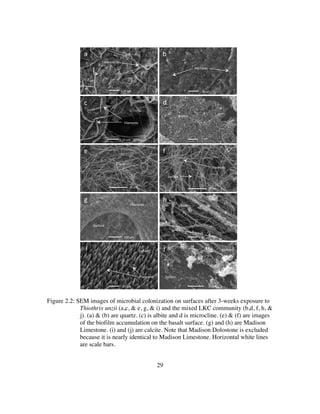 29
Figure 2.2: SEM images of microbial colonization on surfaces after 3-weeks exposure to
Thiothrix unzii (a,c, & e, g, & i) and the mixed LKC community (b,d, f, h, &
j). (a) & (b) are quartz. (c) is albite and d is microcline. (e) & (f) are images
of the biofilm accumulation on the basalt surface. (g) and (h) are Madison
Limestone. (i) and (j) are calcite. Note that Madison Dolostone is excluded
because it is nearly identical to Madison Limestone. Horizontal white lines
are scale bars.
20#μm#
5#μm#
10#μm#10#μm#
10#μm#
20#μm#
a#
c#
e#
b#
d#
f#
10#μm#100#μm#
10#μm#20#μm#
g# h#
i# j#
Filaments#
Filaments#
Filaments#
Filaments# Bioﬁlm#
Filaments#
Surface#
Surface#
Surface#
Surface#
Bioﬁlm#
Microbes#
Filaments#
Bioﬁlm#
 