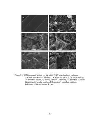 30
Figure 2.3: SEM images of Abiotic vs. Microbial (LKC mixed culture) carbonate
corrosion after 3 weeks within a CDC reactor at pH=6.6: (a) abiotic calcite,
(b) microbial calcite, (c) abiotic Madison Limestone, (d) microbial Madison
Limestone, (e) abiotic Madison Dolostone, (f) microbial Madison
Dolostone. All scale bars are 10 μm.
10#μm#
10#μm#
10#μm#
a#
c#
e#
b#
d#
f#
10#μm#
10#μm#
10#μm#
#
 